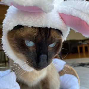 Cute Costume Bunny Rabbit Hat With Ears For Cats & Small Dogs