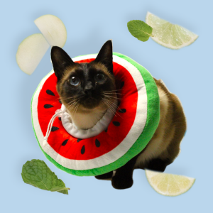 Fun Fruit Shaped Pet Collars For Recovery And Healing