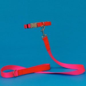 Pink/orange Collar & Leash